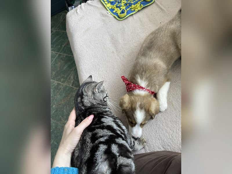 PEER - sanfte Seele sucht seine Menschen *reserviert*