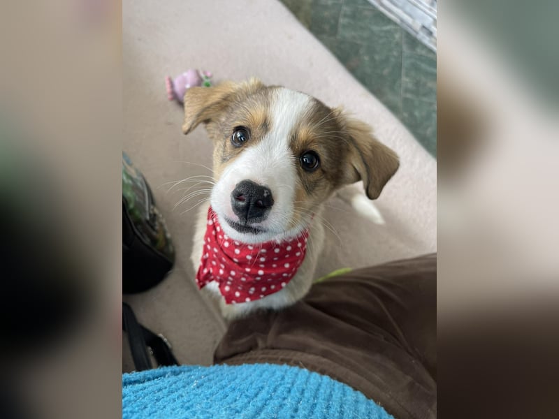 PEER - sanfte Seele sucht seine Menschen *reserviert*