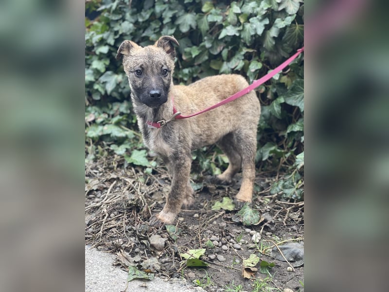 MAXI - liebevoller Hundebub