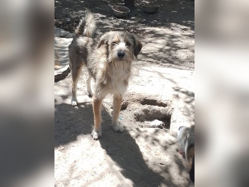 SIMBA - Traumzuhause gesucht