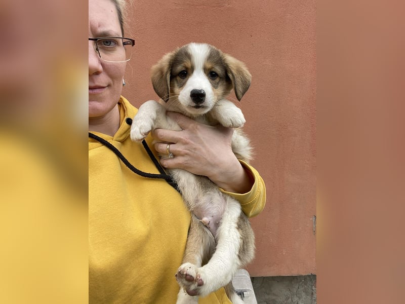 PEER - sanfte Seele sucht seine Menschen *reserviert*