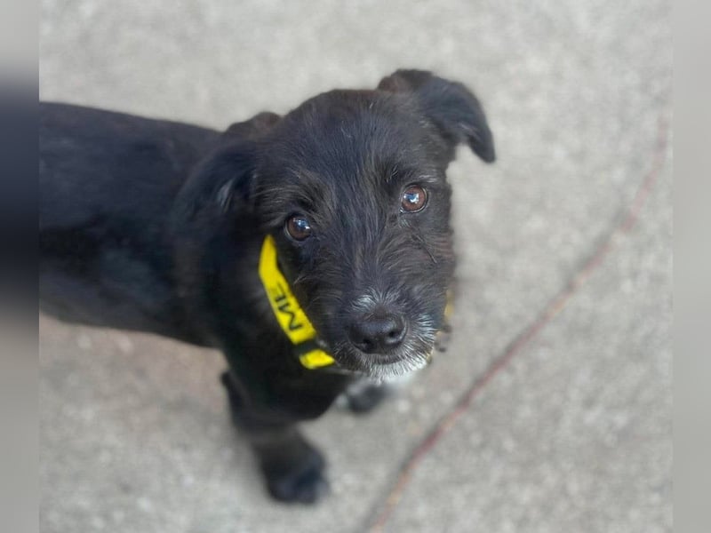 MILLIE - liebevolles Hundemädchen sucht ihr Zuhause