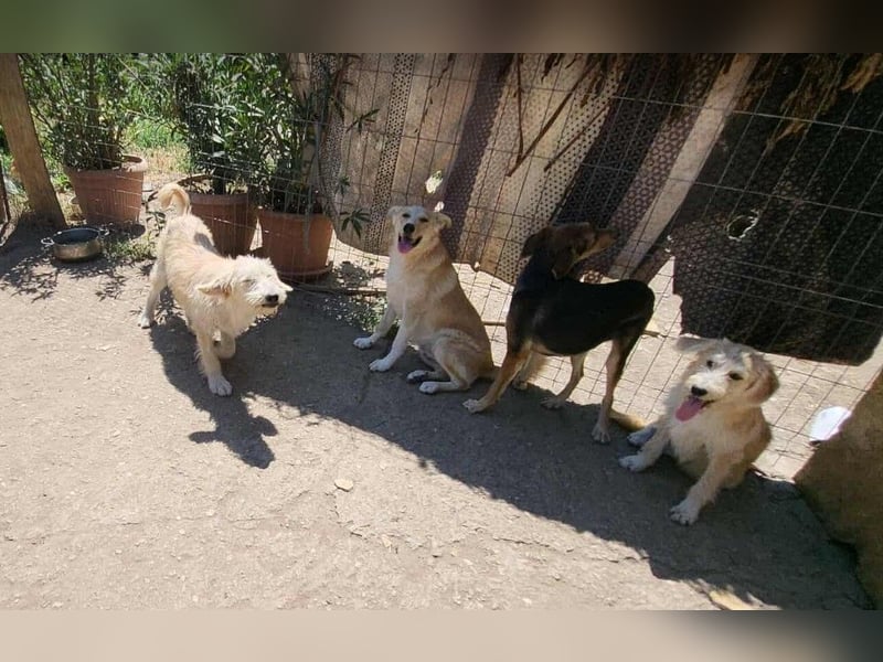 LENNI - bringt Lebensfreude ins Haus