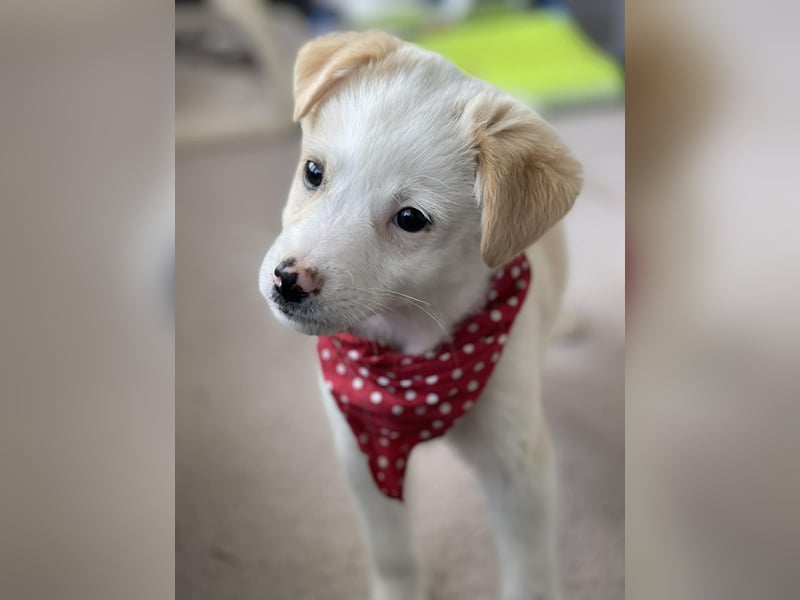 PRESTON - Zuckerbub sucht seine Menschen *reserviert*