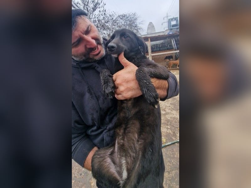 ALLY - schwarze Schönheit