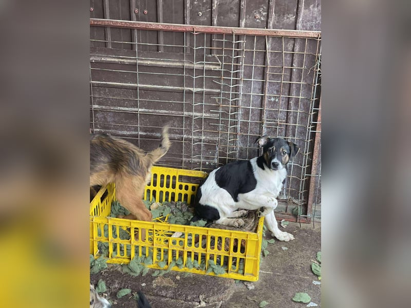 MELODY - Traumzuhause gesucht