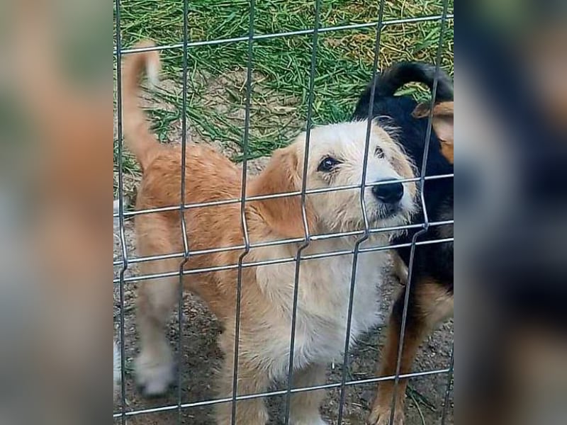 LUCA - ist bereit für Abenteuer *reserviert*