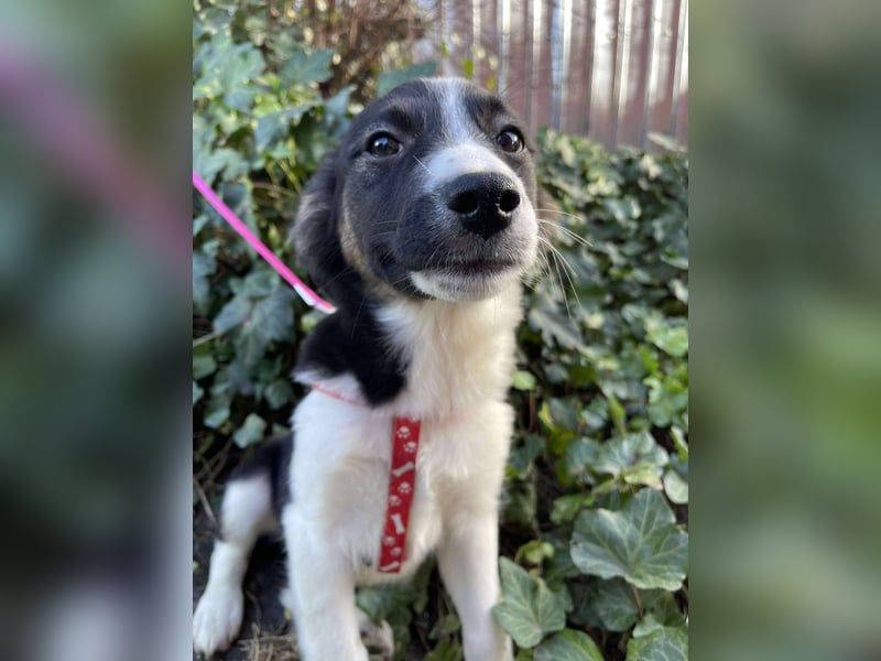 EFFIE - süßes Hundemädchen