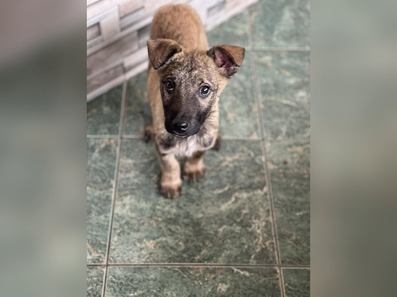 MAXI - liebevoller Hundebub