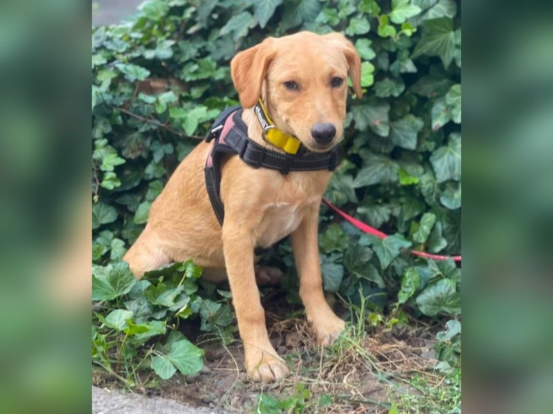 AMBER - tolles Hundemädchen