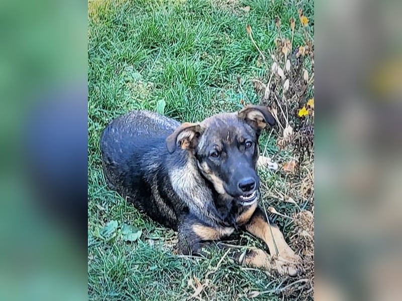 COOKIE - wo darf sie glücklich werden?