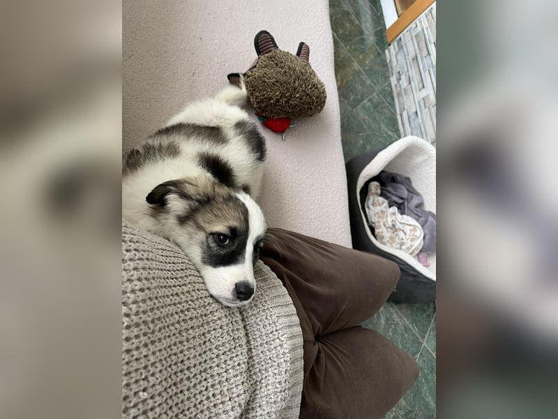 BELLA - sucht ihr Für-immer-Zuhause