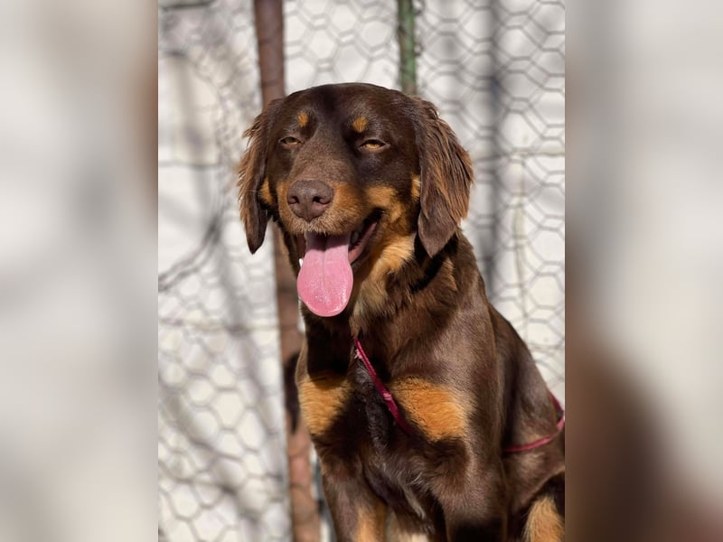 ROSIE - verspielte Schönheit *reserviert*