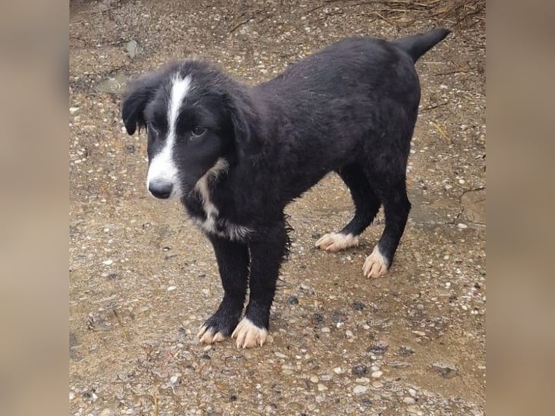 REX - sucht seinen sicheren Hafen