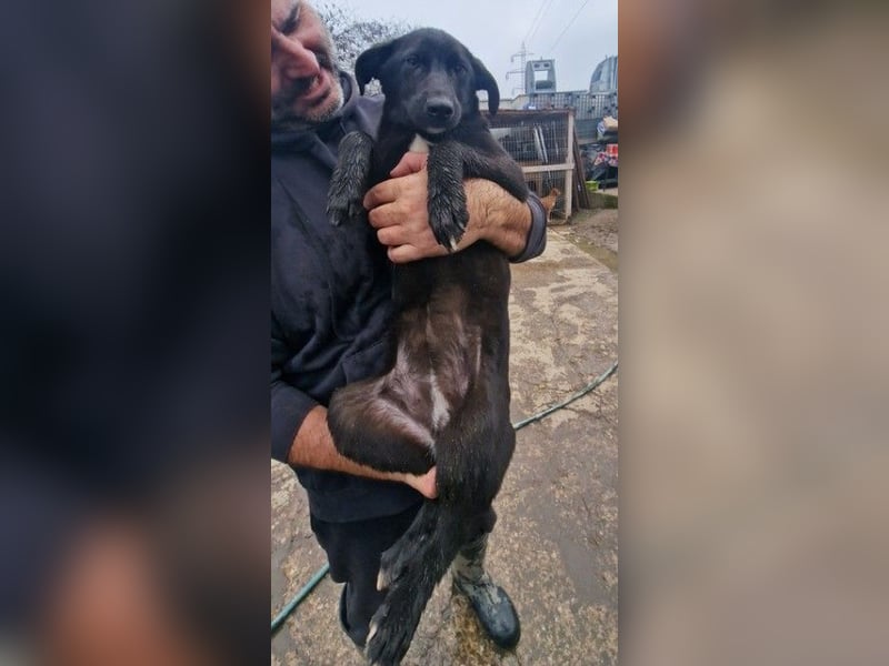 ALLY - schwarze Schönheit