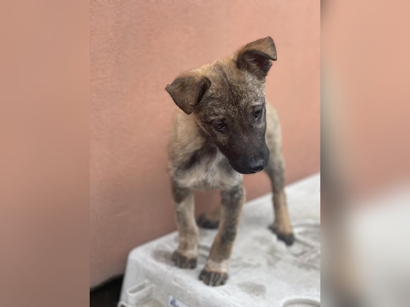 MAXI - liebevoller Hundebub