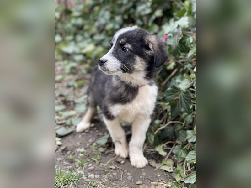 NALA - sanfte Seele sucht ihre Menschen *reserviert*