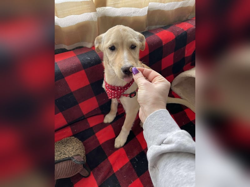 MELISSA - Zuhause gesucht