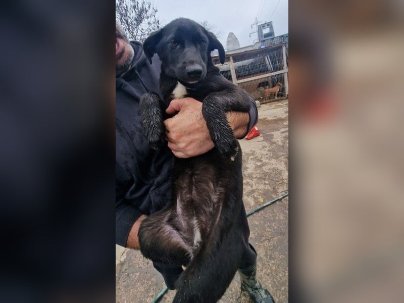 ALLY - schwarze Schönheit