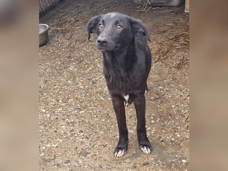 CHUCK - süßer Hundebub