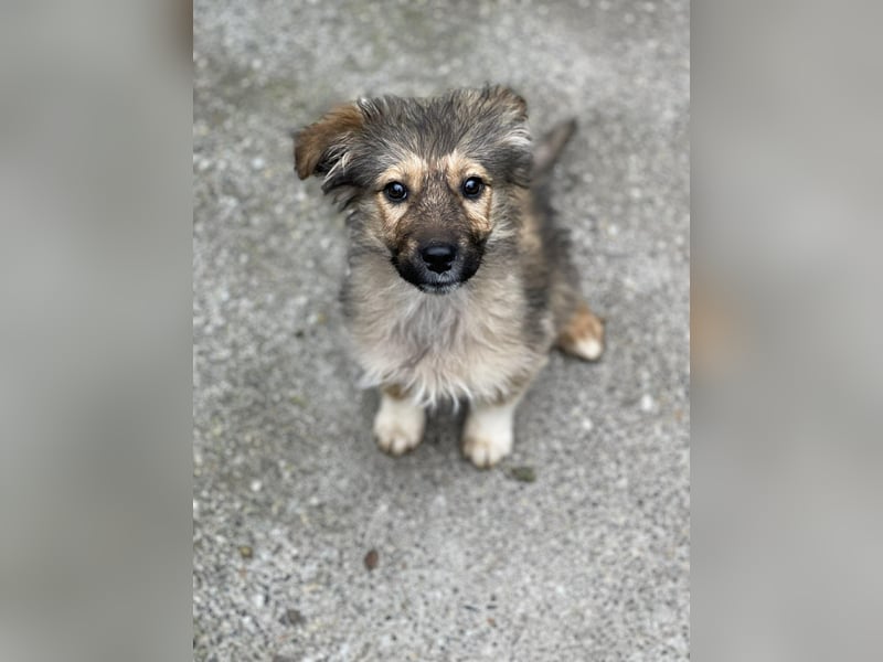 MARTHA - liebevolles Hundemädchen