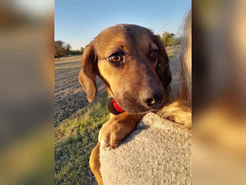 SHELDON - ein absoluter Traumhund