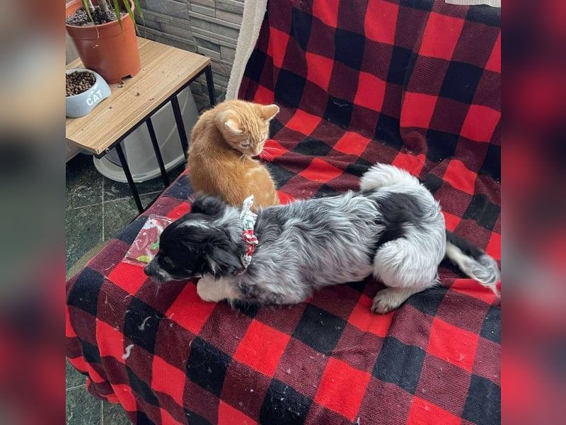 SADIE - Traumzuhause gesucht