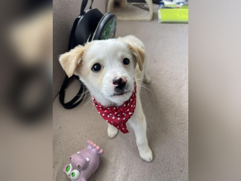 PRESTON - Zuckerbub sucht seine Menschen *reserviert*