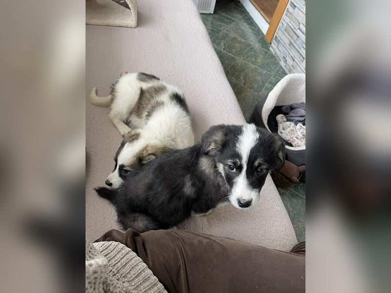 NALA - sanfte Seele sucht ihre Menschen *reserviert*