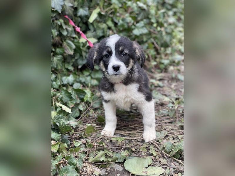 NALA - sanfte Seele sucht ihre Menschen *reserviert*