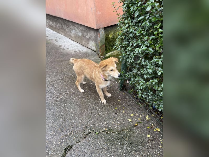 CRUMPET - verspielte Schönheit