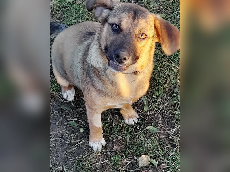 SHELDON - ein absoluter Traumhund