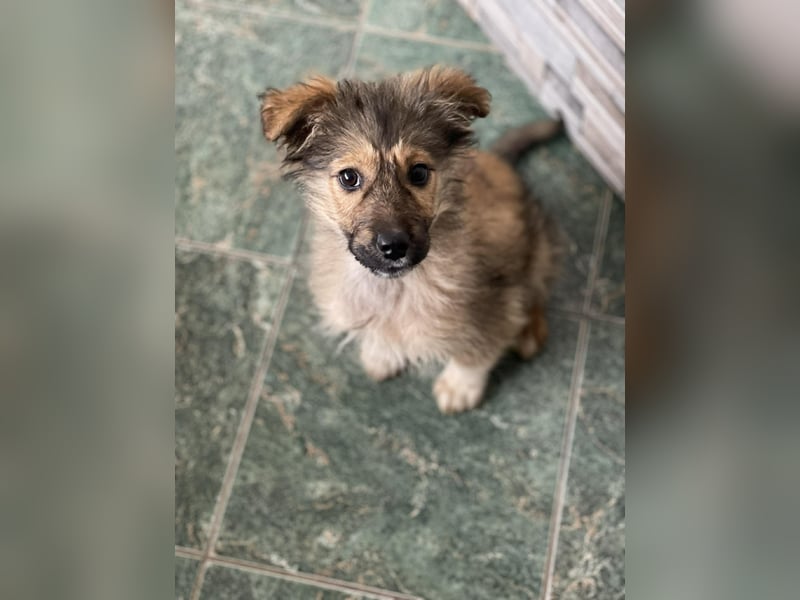 MARTHA - liebevolles Hundemädchen