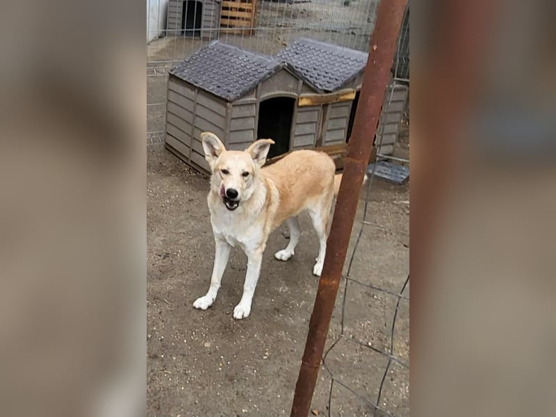 LENNI - bringt Lebensfreude ins Haus