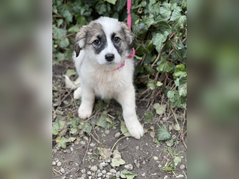 BELLA - sucht ihr Für-immer-Zuhause