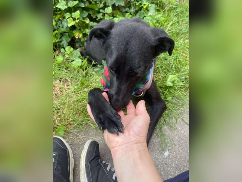 MYLA - schüchternes Mädchen sucht ihre Menschen