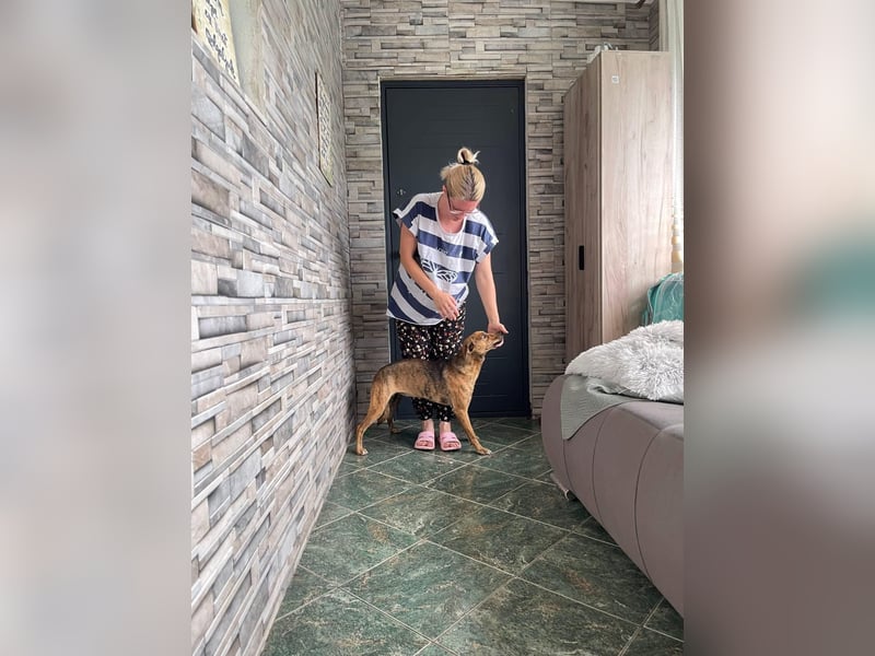 MOLLY - aufgewecktes Hundemädchen