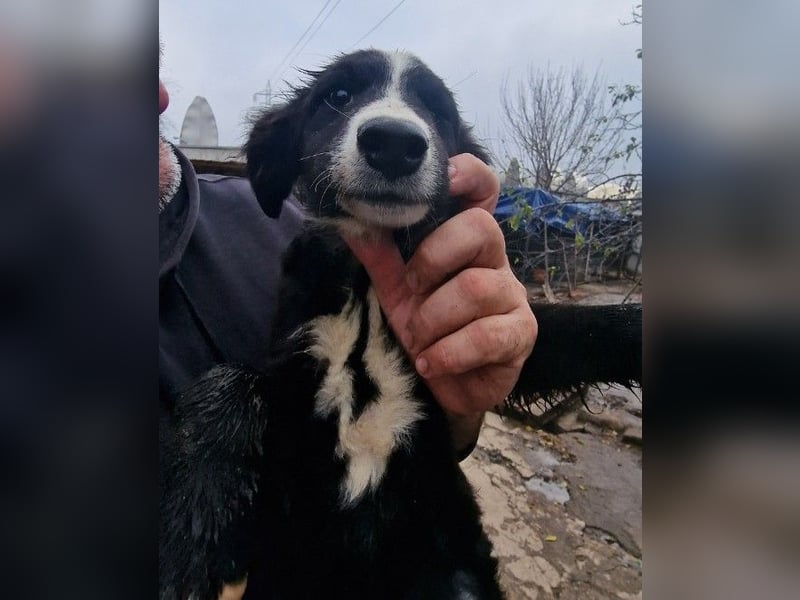 REX - sucht seinen sicheren Hafen