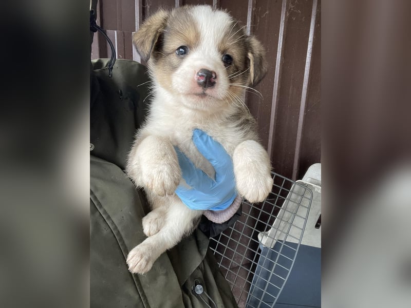 PEER - sanfte Seele sucht seine Menschen *reserviert*