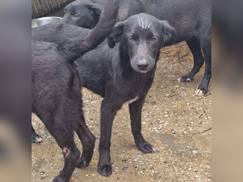 ALLY - schwarze Schönheit