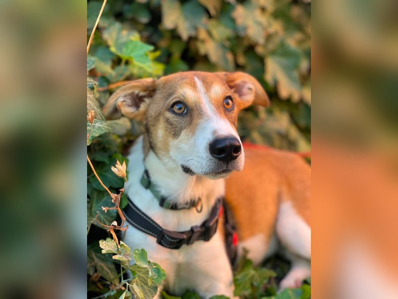 IVY - liebes Hundemädchen