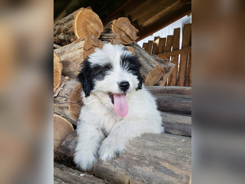 LOTTE - Traumzuhause gesucht