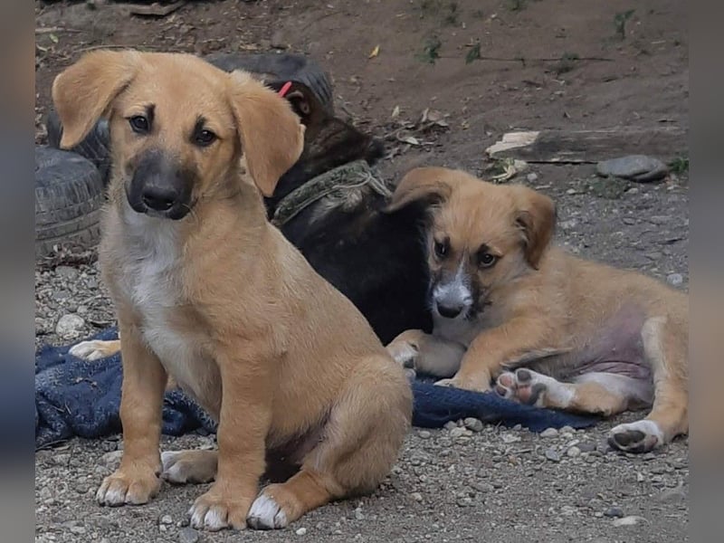 FRIEDA - Traumzuhause gesucht