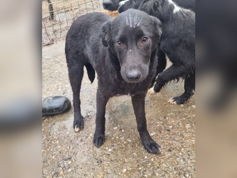 ALLY - schwarze Schönheit