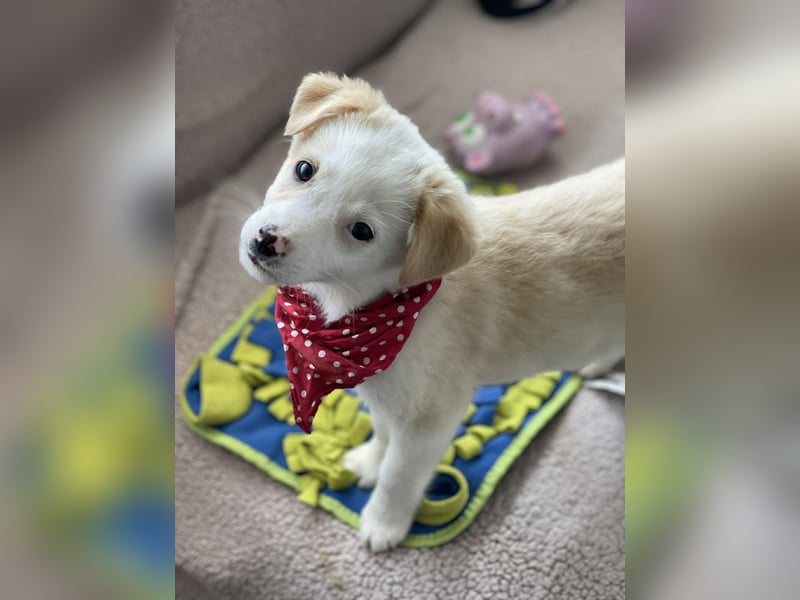 PRESTON - Zuckerbub sucht seine Menschen *reserviert*