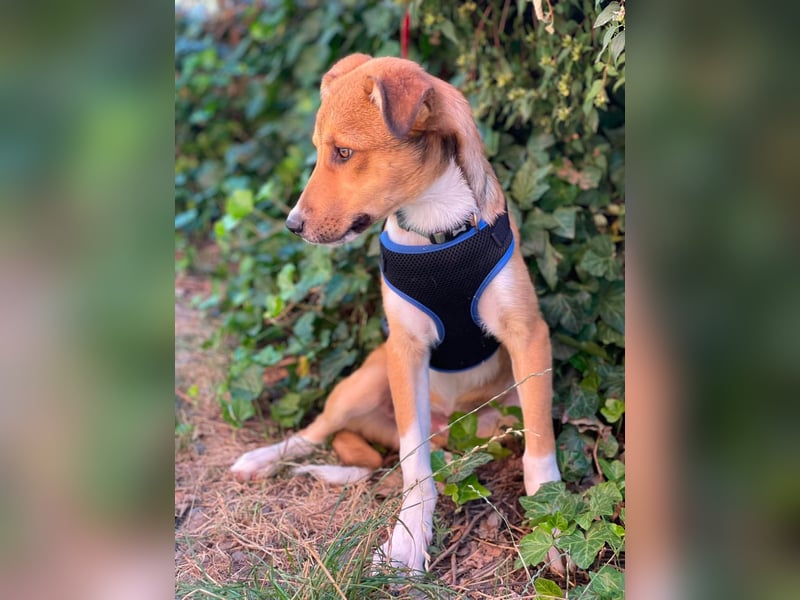 ROCKY - toller Hundebub