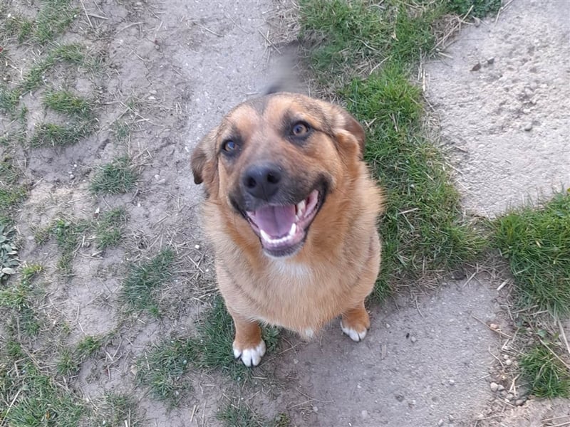 SHELDON - ein absoluter Traumhund