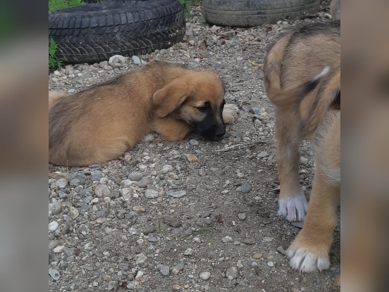 FINN - ist bereit für Abenteuer