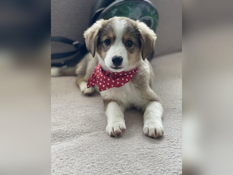 PEER - sanfte Seele sucht seine Menschen *reserviert*