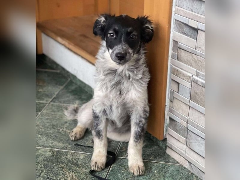 SADIE - Traumzuhause gesucht